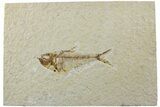 Fossil Fish (Diplomystus) - Wyoming #235759-1